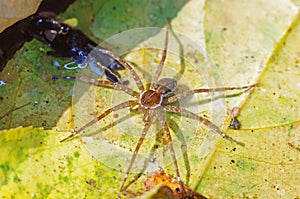 Water spider on the submerge leaf