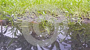 Water spinach fields affected by flooding