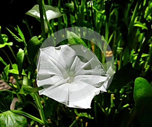 Water Spinach Flower