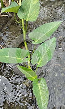 water spinach that grows in rice fields, ponds, peat soil