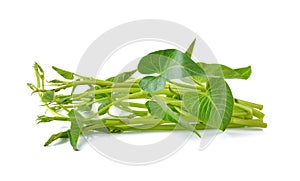 Water spinach , Morning Glory on white background