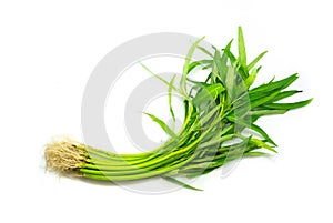 Water spinach , Morning Glory on white background