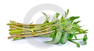Water spinach , Morning Glory on white background