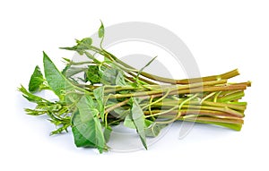 Water spinach , Morning Glory on white background