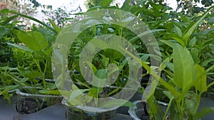Water spinach plants are cultivated in the hydroponic method