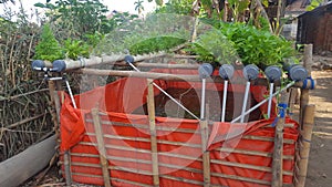 Water spinach plants are cultivated in the hydroponic method