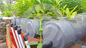 Water spinach plants are cultivated in the hydroponic method