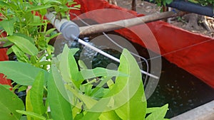 Water spinach plants are cultivated in the hydroponic method