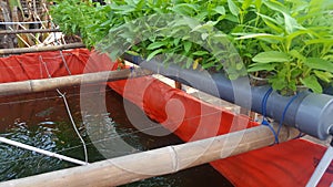 Water spinach plants are cultivated in the hydroponic method