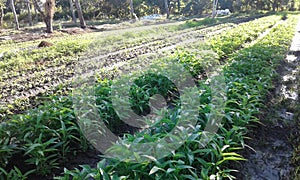 Water spinach plants live in low and humid areas