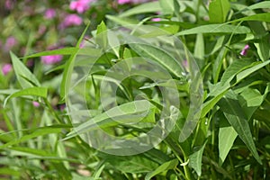 Water spinach, Swamp morning glory