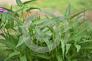 Water spinach, Swamp morning glory