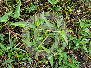 Water Spinach or Swamp Morning Glory (Ipomoea Aquatica)