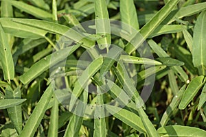 Water spinach or vegetable farming