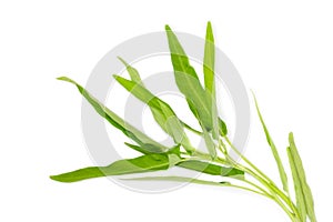 Water spinach on white background