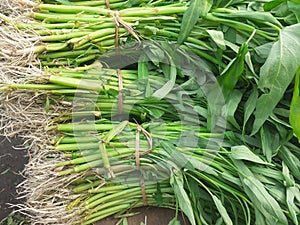 Water spinch ,kangkung fresh vegetables photo