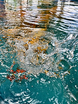 Water splash on a koi`s pool