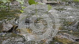 Water splash in river. Water in river close up with bubbles. Water bubbles floating on the surface of the river close-up