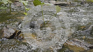 Water splash in river. Water in river close up with bubbles. Water bubbles floating on the surface of the river close-up