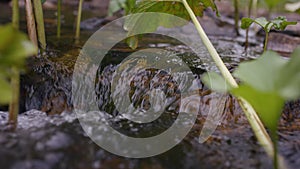 Water splash in river. Water in river close up with bubbles. Water bubbles floating on the surface of the river close-up