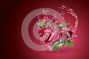 Water splashing on Roselle Hibiscus sabdariffa red flower on red background photo