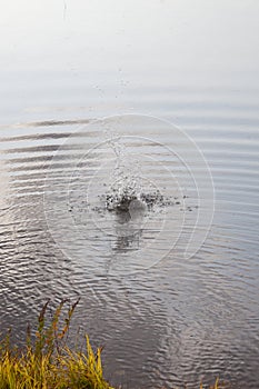 Water splashing upwards after a rock is thrown