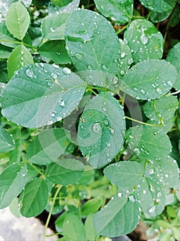 Water spots on the edges of the leaves that occur due to guttation in the morning