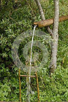 Water spout in trees