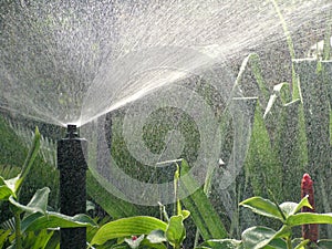 Water spray for plants