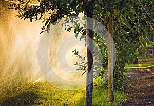 Water sprayed apple trees photo