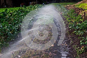 Water Spraying On Vegetable Row Of Small Farm