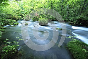 Water spring in forest