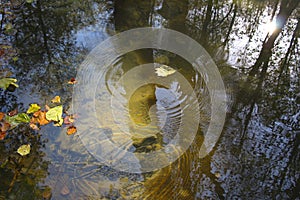 Water spring in forest