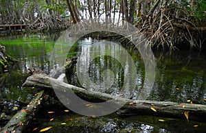 Water spring and Mangroove in Yucatan