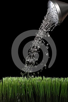 Water sprinking from a silver garden watering can