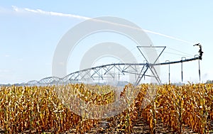 Water sprinkler in the corn field