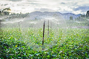 Water sprinkler system working in a green vegetable garden