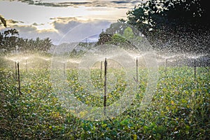 Water sprinkler system working in a green vegetable garden
