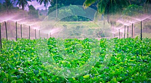 Water sprinkler system working in a green vegetable garden at sunset. Selective focus photo