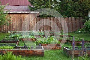 The water sprinkler system works in the garden. Watering garden equipment sprinkler hose for watering plants.Watering an