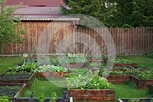 The water sprinkler system works in the garden. Watering garden equipment sprinkler hose for watering plants.Watering an