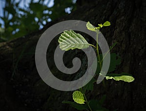 Water sprout of alder tree