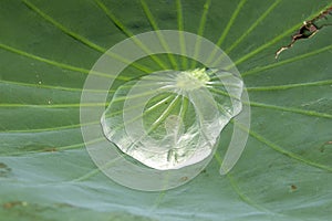 Water standing on the lotus leaf