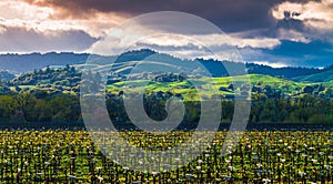 Water Standing in Vineyard With Rolling Hills In The Distance photo