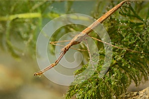Water Stick Insect - Ranatra linearis