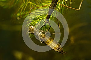 Water Stick Insect - Ranatra linearis under water with caught prey