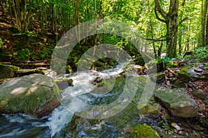 water stream in the beech forest among rocks