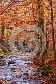 Water stream in the beech woods