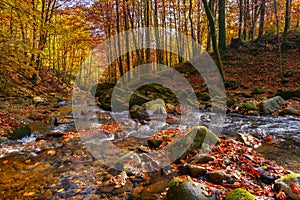 water stream in the beech woods