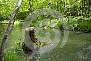 Water stream with a cut down tree in the middle